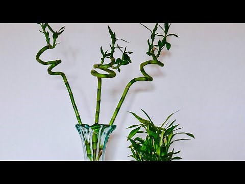 TRIMMING LUCKY BAMBOO / JOY US GARDEN