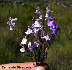 Utricularia blanchetii - Alchetron, The Free Social Encyclopedia