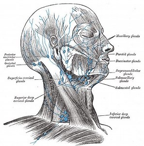 Superior deep cervical lymph nodes - Alchetron, the free social encyclopedia