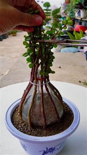 The wonderful use of thin branches#SisterXia'sLittleGarden #JadeLeaf #JadeLeafStyling #PottedPlants