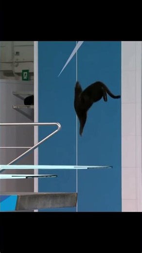 Animal Olympics - Diving Competition Highlights 🐾🥇 #AnimalOlympics #cat