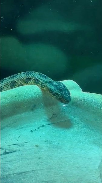 Pygmy Rattlesnake Spotted Drinking at Roanoke Island Aquarium! #snake #rattlesnakes #aquarium