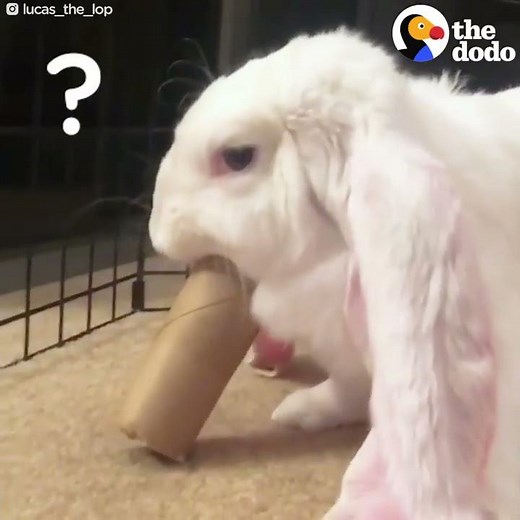 Big-Eared Bunny Flips Out | The Dodo