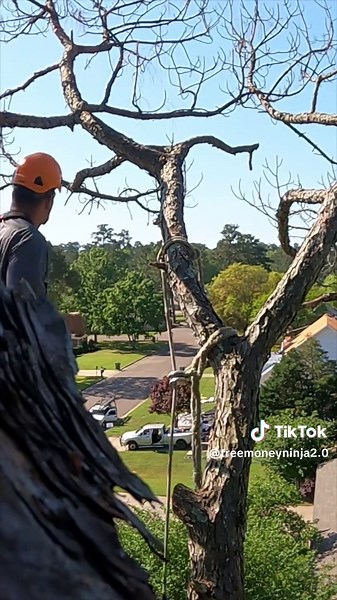 #treework