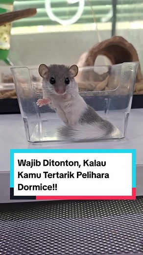 Cara Merawat Pygmy Dormice dengan Baik dan Benar