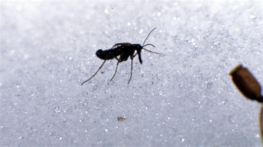 What are snow fleas? Why tiny black bugs show up on snowy days