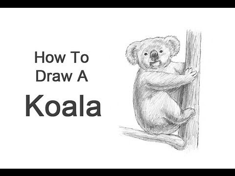 How to Draw a Koala