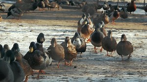 Download Flock of ducks walking in the road for free