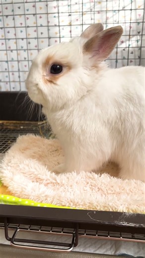 なんてことない日常シーンが愛おしくて可愛い🐰｜Fluffy Bunny Clip #うさぎ #rabbit