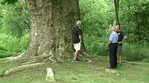 The awe-inspiring Goodaway Sycamore: “We have a very large tree in the back”