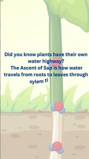 Ascent of Sap Explained 🌱 | Class 11 Biology #shorts