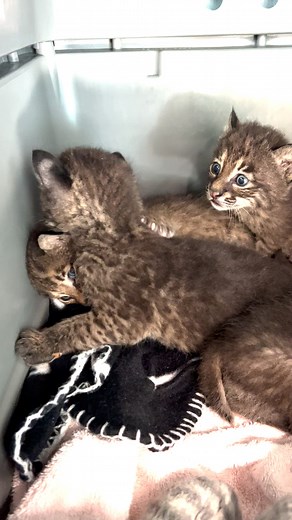 #482 Part 4 of 4 WILD BABY BOBCATS from May 1, 2023, Rescued, will be raised in Big Cat Rescue’s Wild Bobcat Rehab and taught to hunt so that when they are old enough, they can be released back into the wild. #BigCatRescue #kittenrescue #kittens #bobcats #babyanimals #wildlife #wild #rescue #rescuedcats #rescuedkittens #wildliferehab #WildlifeConservation #wildliferehabilitation #orphans #bobcat #bobcatstrong #sanctuary #sanctuarylife #interesting #adorable #babies | Big Cat Rescue
