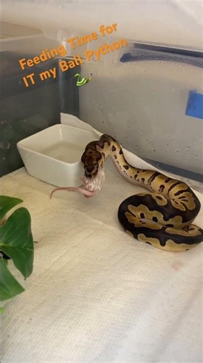#funny #comedy #viral #fypシ #ballpython #python #snake #fyp #shorts #viralvideo #youtubeshorts #love