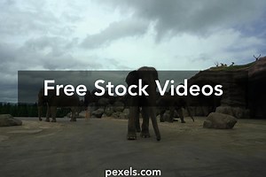 Group Of Elephant Videos, Download The BEST Free 4k Stock Video Footage & Group Of Elephant HD Video Clips