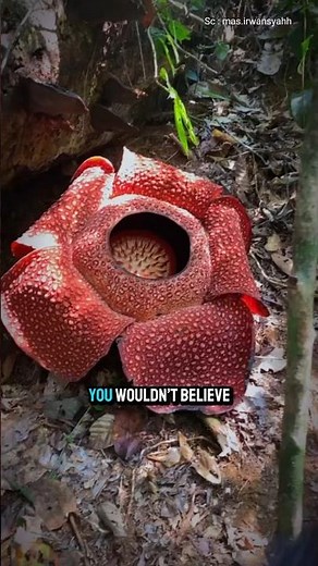 This flower has an unpleasant smell....