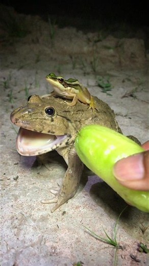 Bullfrog takes care of tiny skills funny / Catcher show catching is fun Toad and Frogs