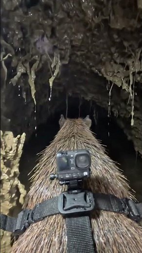 Capybara Burrow Cam LIVE: Inside a Hidden River Colony (Uncut POV)