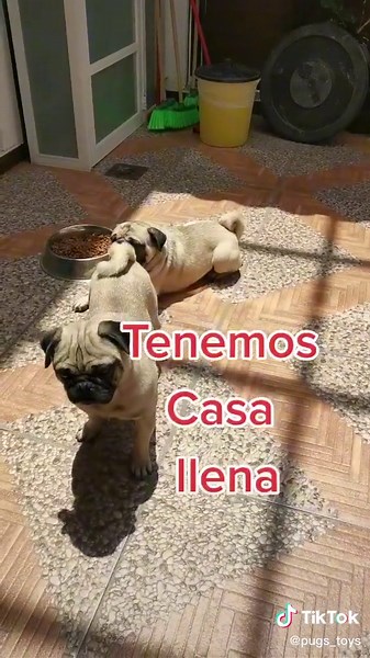 Momentos Graciosos con Perros y Juguetes