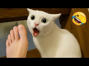Try Not To Laugh 😆 The Funniest Animals 😹🐶 Part 3