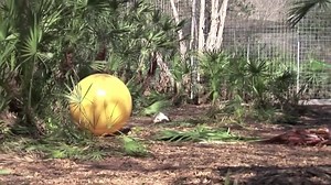Big Lion Vs Big Yellow Ball | Big Cat Rescue