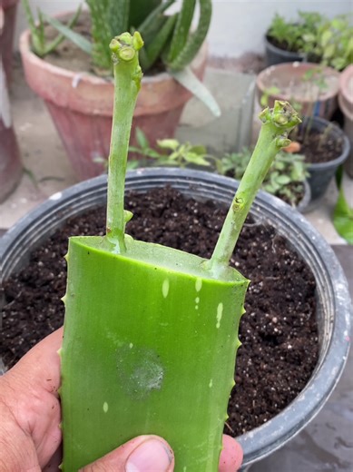 how to grow mango tree using aloe vera for more fruit produce #garden #viral #plants #foryoupage #fyp