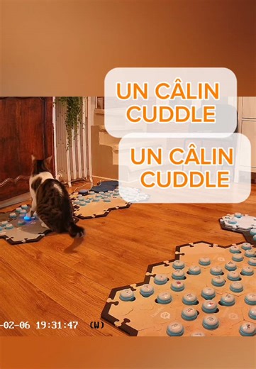Je venais d’expliquer à Socrate que j’allais m’absenter bientôt quand il m’a demandé un câlin : il n’utilise que très rarement les boutons « câlin » et « brosse », c’est pour faire le plein avant mon départ ? 🥺 Ce sont des boutons de la marque FluentPet (lien affilié en bio) qu’on utilise pour enrichir la communication dont la base reste la lecture du langage corporel. #chatquiparle #boutonsdecommunication #tapisdecommunication #fluentpet