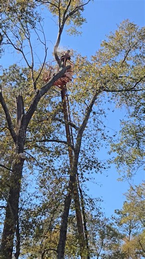 Richards Tree and Landscape Service Inc. on Reels