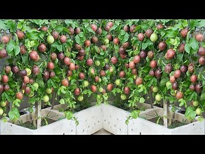 The secret to growing passion fruit on the terrace for lots of fruit and quick harvest