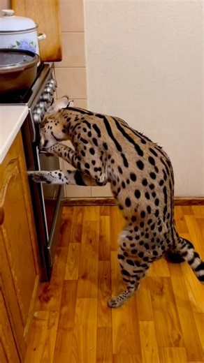Le serval : le chat sauvage qui ressemble à un léopard | Apprendavectonton