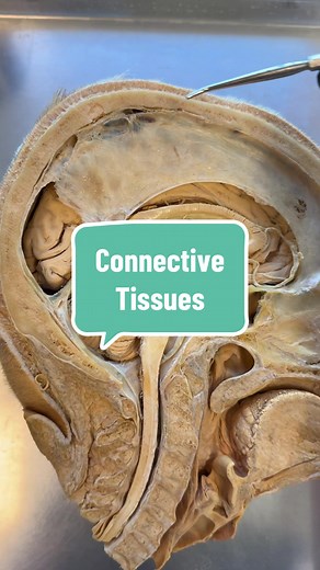 Understanding the 4 Types of Connective Tissue: A Detailed Overview