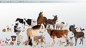 Animal Classification Lesson for Kids