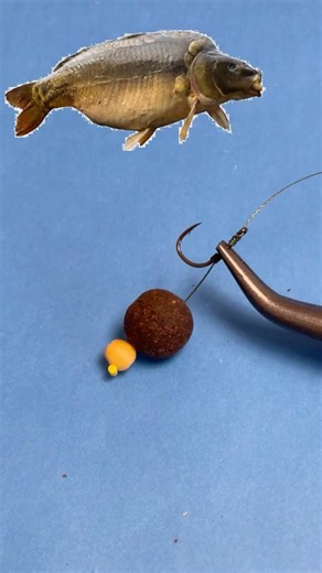 Carp bait #fishing