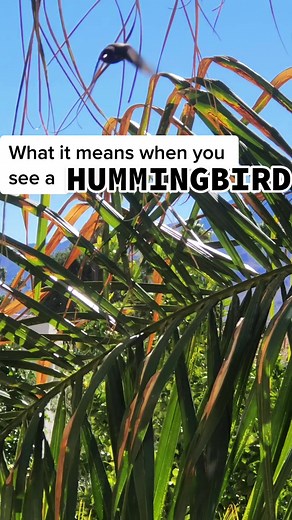 Understanding the Spiritual Meaning of Seeing a Hummingbird