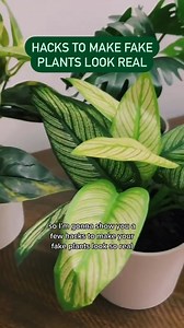 7.2K views · 20 reactions | Try these simple tricks for making your faux plants look like the real thing! Click the link for more plant tips: bit.ly/3ID9L3l | Real Simple | Facebook
