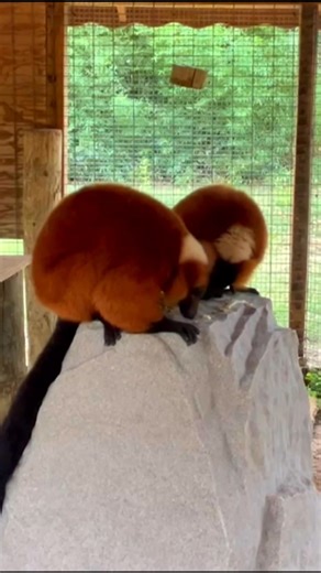 API Animal Ambassadors “Antana” & “Narivo” agree y’all have designed the perfect pedestal we have been searching for to facilitate encounters 😀 #AnimalAmbassadors #redruffedlemur #bestlittlezoointexas | Frank Buck Zoo