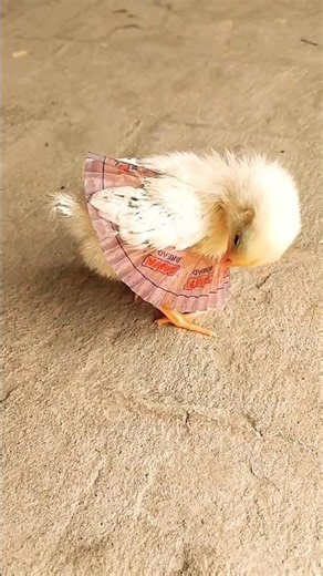 Curious Chick Investigates the its dress 😂🐥. #youtubeshorts #asmr #chicktales #trending