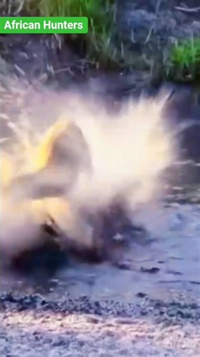 Hunter Became the Hunted! 😱 Deer’s Fatal Mistake! #shortsfeed