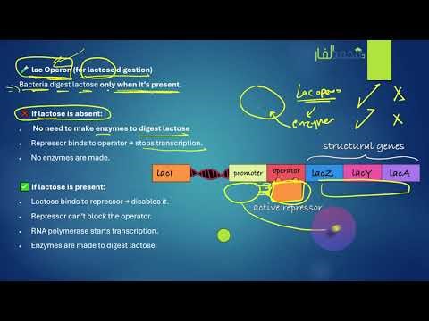 lac Operon and trp Operon - Advanced 12 UAE
