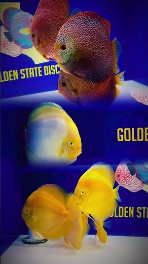 🔥 Premium Discus On Display! 🔥