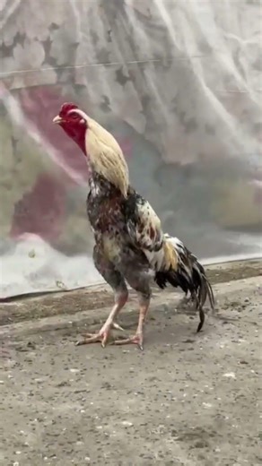 Java aggressive and dangerous murga💀🐓👑🇵🇰💀🇵🇰