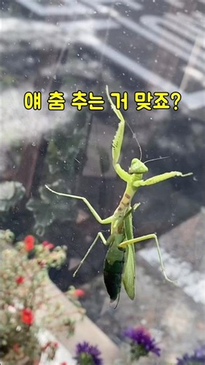 혼자 엄청 신난 것 같은데 #강아지 #웃긴 #dog #동물댄스 #Sea Shanty Medley