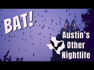 The Largest Urban Bat Colony in the World Resides in Austin, Texas | Congress Avenue Bridge