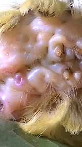 267K views · 2.3K reactions | Stinging caterpillar is no joke...﫣 #bravewilderness #nature #animalovers #Wildlife #caterpillar | Coyote Peterson | Facebook