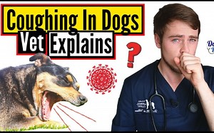 【犬咳嗽的8个常见病因】Top 8 MOST COMMON Causes Of COUGHING In Dogs
