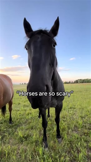 Horse Information on Instagram: "Love Horse🐴😘 Use code "HORSE10" to get discount -10% your order. 💥 𝗦𝗛𝗢𝗣 𝗡𝗢𝗪 🔥𝗟𝗜𝗡𝗞 𝗜𝗡 𝗠𝗬 𝗕𝗜𝗢 👆🏻 Fast 𝗦𝗵𝗶𝗽𝗽𝗶𝗻𝗴 ✈️⁠ 🛍 Easy to order 🎁 Best gift for horse lovers . . Credit: that.blue.roan on TT ––– ––– ––– . . . . HASHTAGS . #horse #horses #horsesofinstagram #horseoftheday #horsesofig"