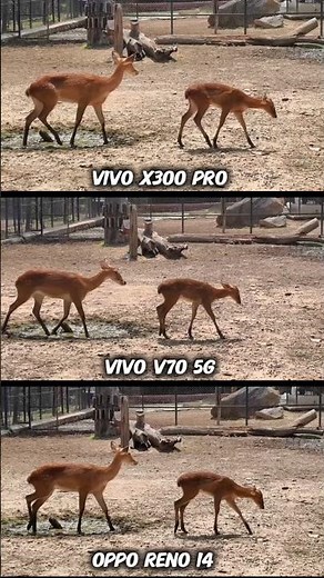 Vivo X300 pro vs Vivo V70 Vs Oppo Reno 14 5G photography test Camera Testing zoom video Real Test