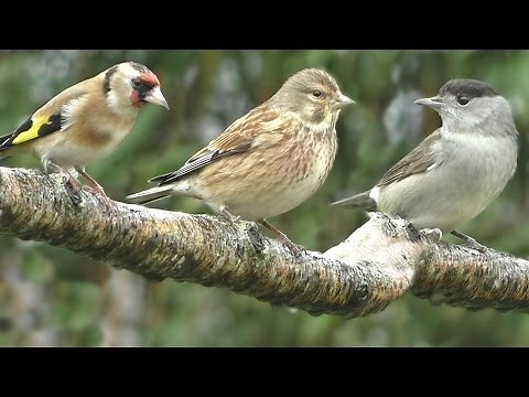 Sounds for Cats to Listen To : Birds in The Rain
