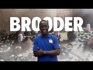 The Ultimate Brooder Setup for Healthy Chicks