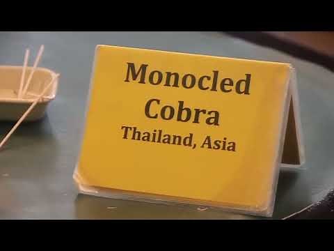 The Mysterious World of Snakes: Venom Extraction