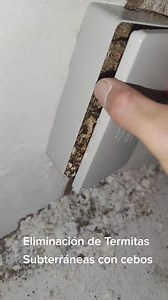 Cómo Eliminar Termitas de Casa Efectivamente